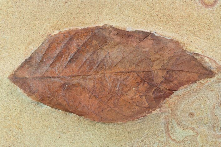 Red Fossil Leaf (Rhamnites) - Montana #93661